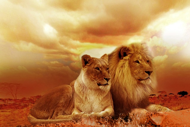 Biblical Meaning Of Lion In Dreams Dream Meaning Of Seeing A Lion