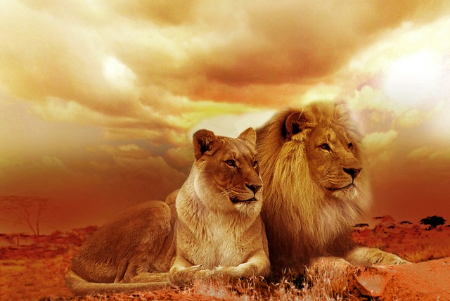 What Is The Biblical Meaning Of Lion