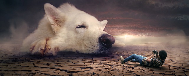 Lost Dog Dream Interpretation Meaning What Does A Dog In A Dream Suggests