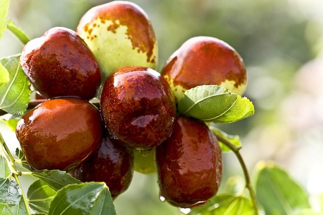 Dates Definition Types Benefits Nutrients Side effects Uses